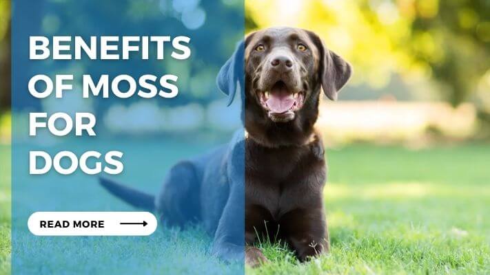 Benefits of Moss for Dogs