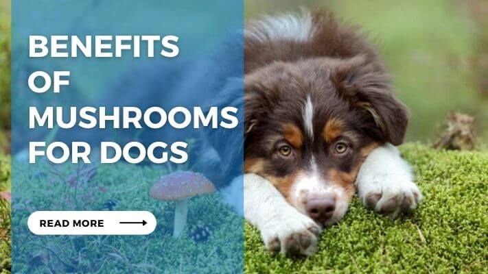 Benefits of Mushrooms for Dogs