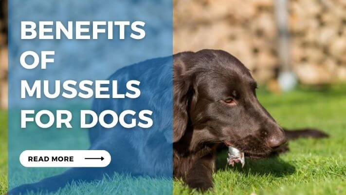 Benefits  of  Mussels  for Dogs