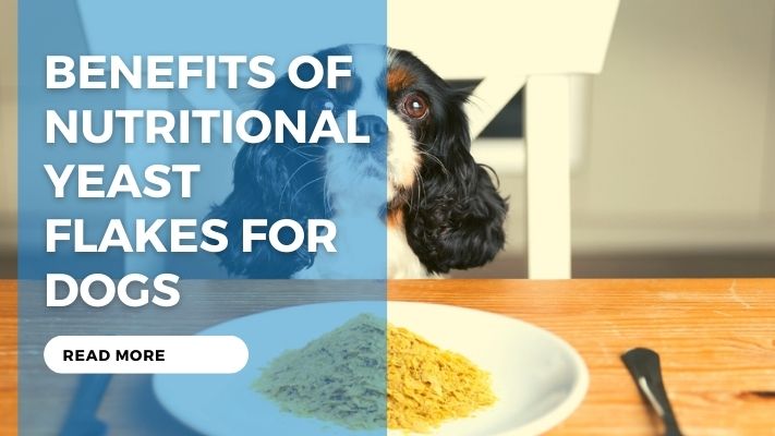 Benefits of Nutritional Yeast Flakes for Dogs
