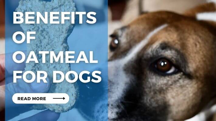 Benefits  of  Oatmeal  for Dogs