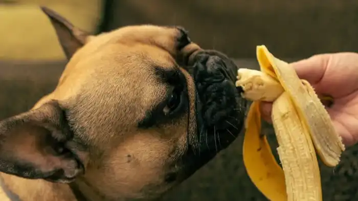 Can Dogs Eat Overripe Bananas?