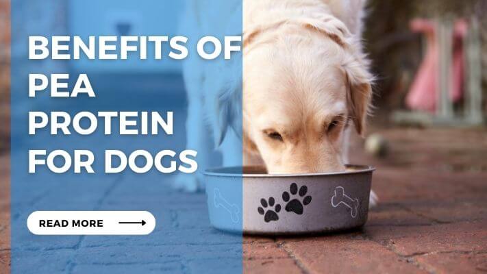 Benefits of Pea Protein for Dogs