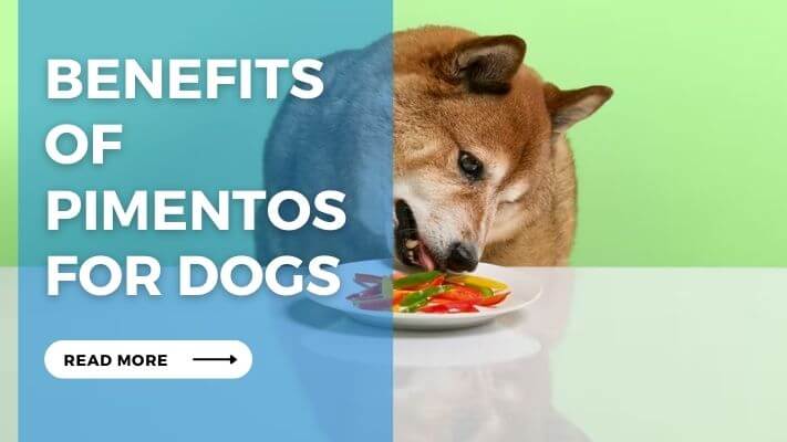 Benefits of Pimentos for Dogs