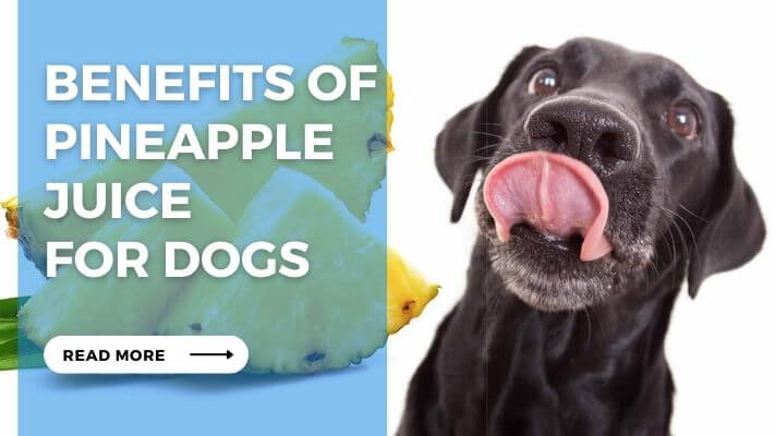 Benefits of Pineapple  Juice  for Dogs