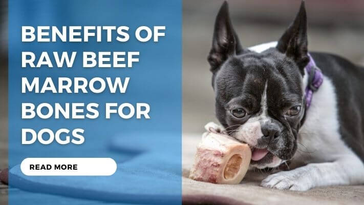 Benefits of Raw Beef Marrow Bones for Dogs
