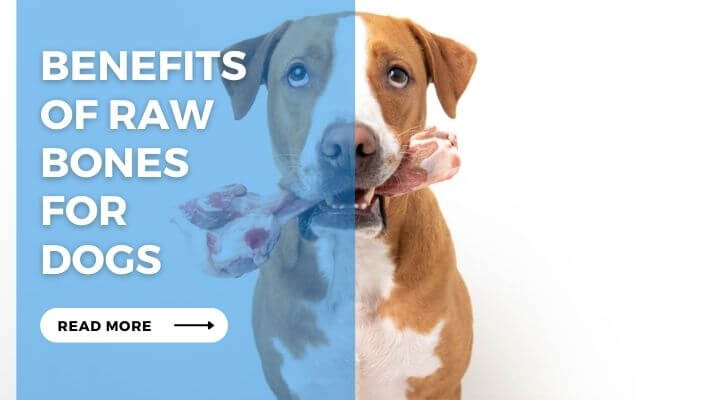 Benefits of Raw Bones for Dogs