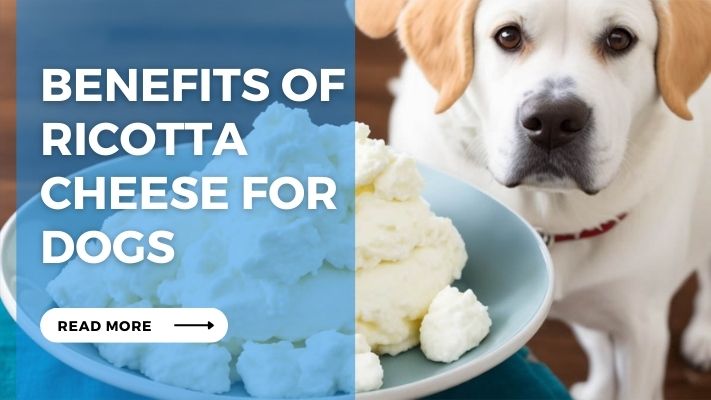 Benefits of Ricotta  Cheese for Dogs