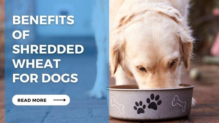 Benefits of Shredded Wheat for Dogs