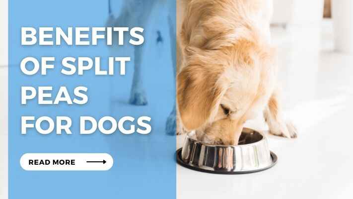 Benefits of Split Peas for Dogs