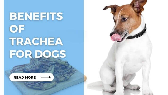 Benefits of Trachea for Dogs