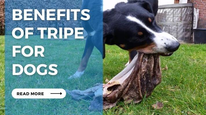 Benefits  of Tripe  for  Dogs