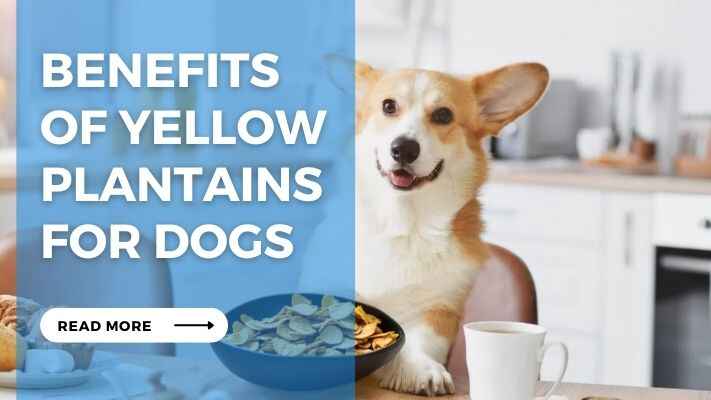 Benefits of Yellow Plantains for Dogs