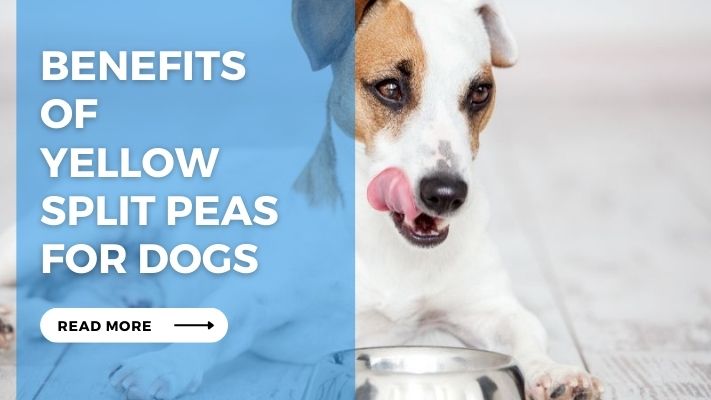 Benefits of Yellow Split Peas for Dogs