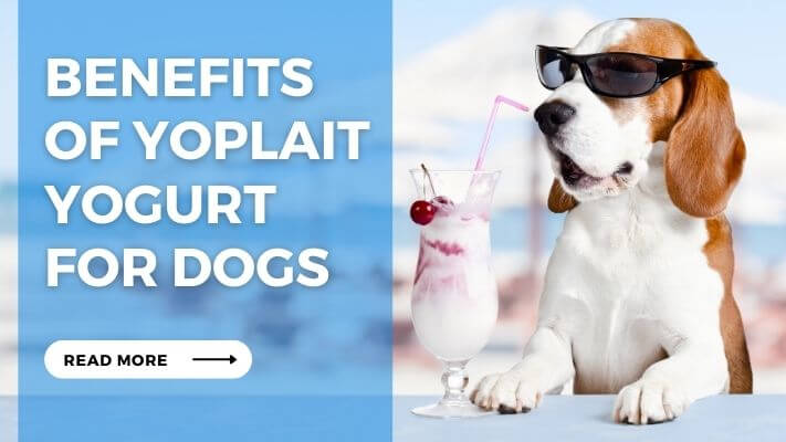 Benefits of Yoplait Yogurt for Dogs