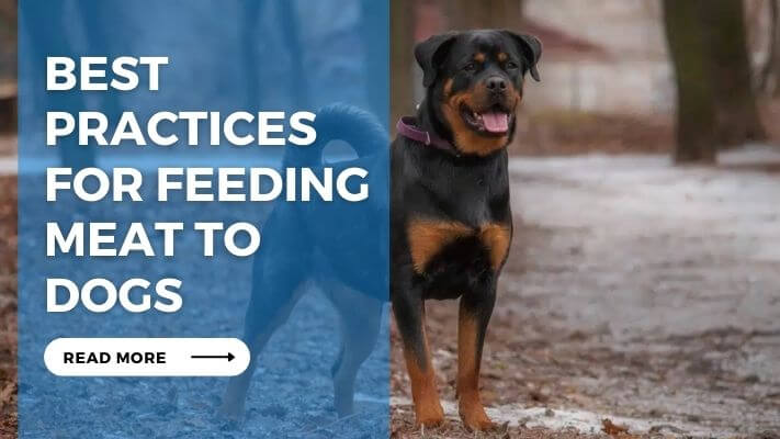 Best Practices for Feeding Meat to Dogs