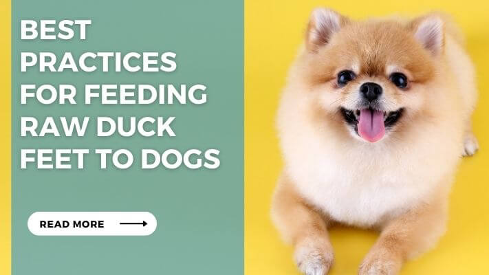 Best Practices for Feeding Raw Duck Feet to Dogs