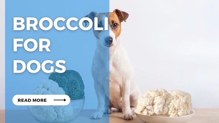 Broccoli for  Dogs