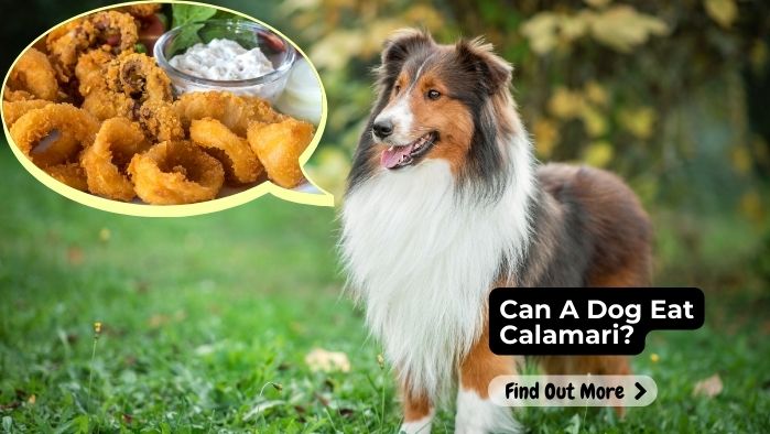 Can A Dog Eat Calamari