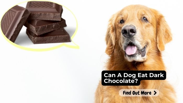 Can A Dog Eat Dark Chocolate