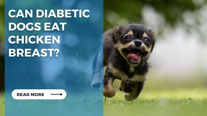 Can Diabetic Dogs Eat Chicken Breast