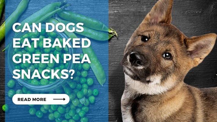 Can Dog Eat Baked Green Pea Snacks