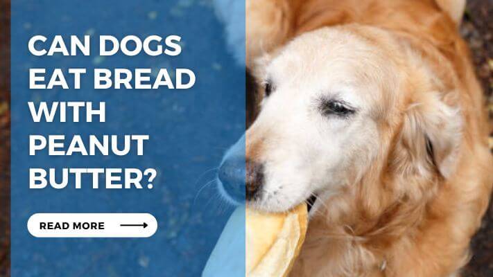 Can Dog Eat Bread with Peanut Butter