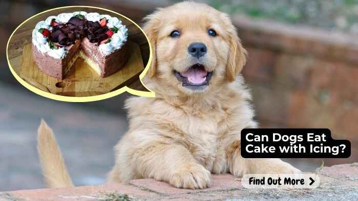 Can Dog Eat Cake with Icing