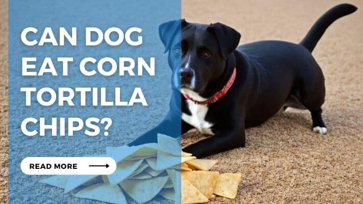 Can Dog Eat Corn Tortilla Chips