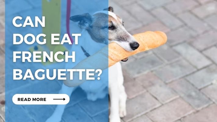 Can Dog Eat French Baguette