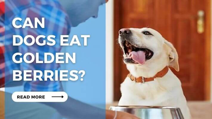 Can Dog Eat Golden Berries