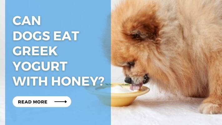 Can Dog Eat Greek Yogurt with Honey