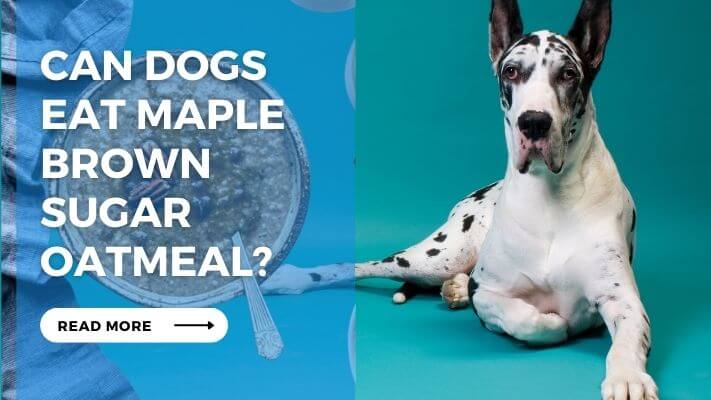 Can Dog Eat Maple Brown Sugar Oatmeal