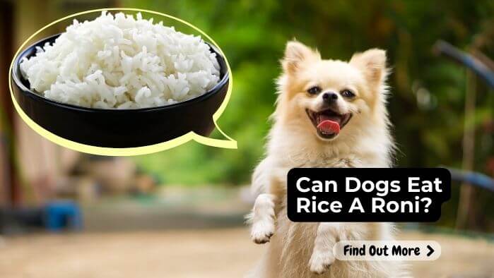 Can Dog Eat Rice A Roni