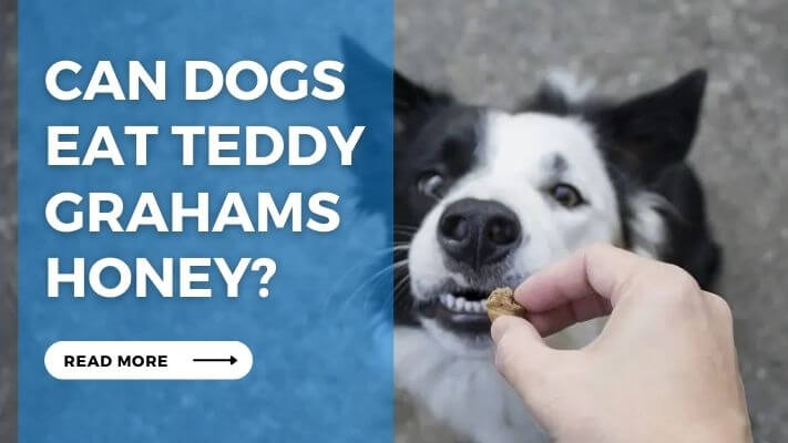 Can Dog Eat Teddy Grahams Honey