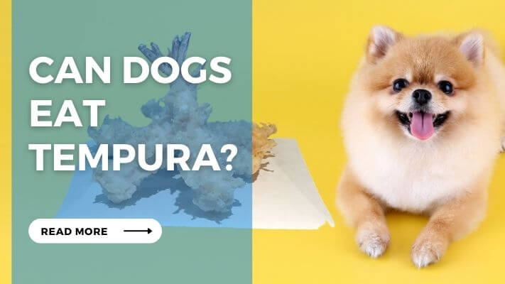 Can Dog Eat Tempura