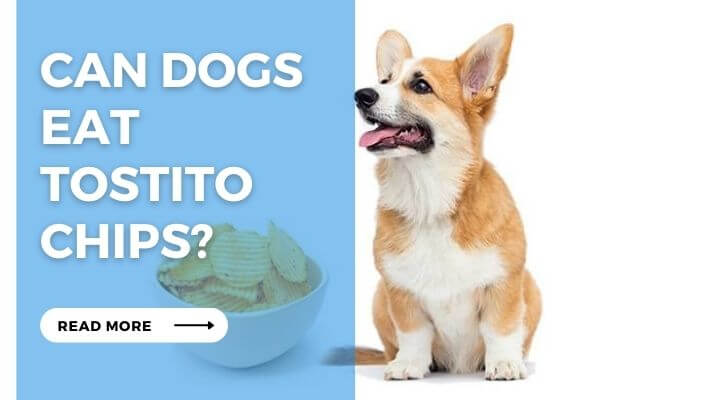 Can Dog Eat Tostito Chips