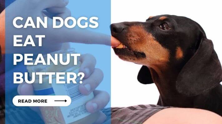 Can Dog eat Peanut butter