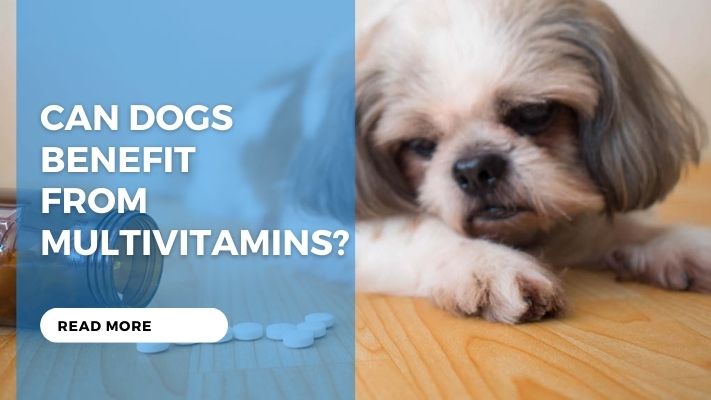 Can Dogs Benefit from Multivitamins