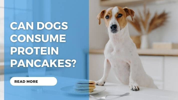 Can Dogs Consume Protein Pancakes