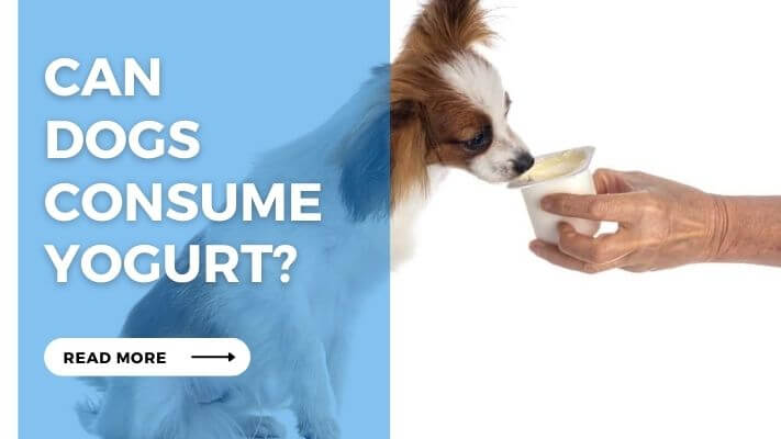 Can Dogs Consume Yogurt