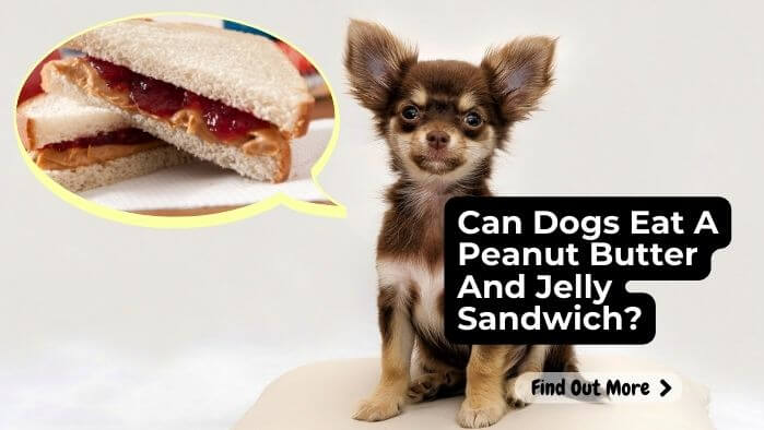 Can Dogs Eat A Peanut Butter And Jelly Sandwich