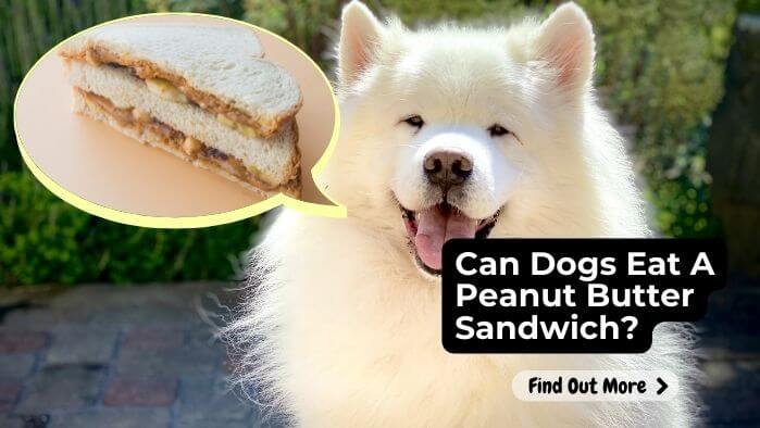 Can Dogs Eat A Peanut Butter Sandwich