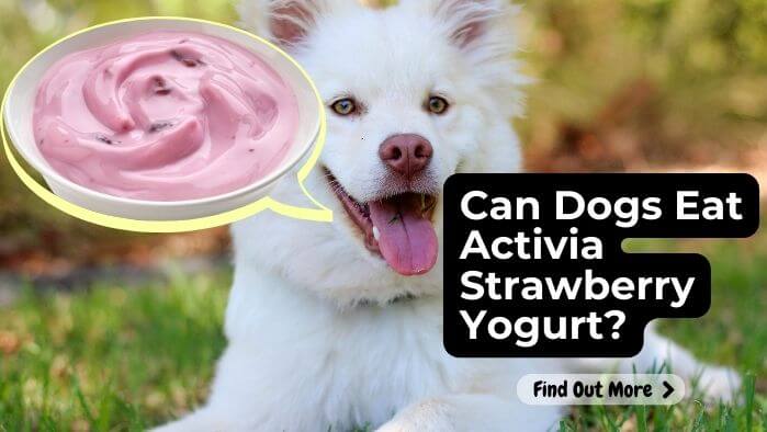 Can Dogs Eat Activia Strawberry Yogurt