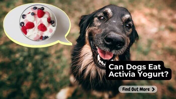 Can Dogs Eat Activia Yogurt