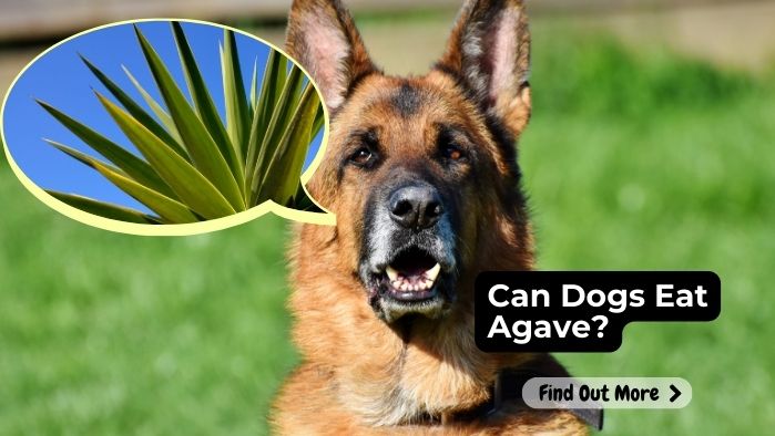 Can Dogs Eat Agave