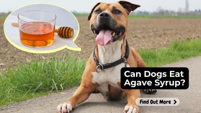 Can Dogs Eat Agave Syrup