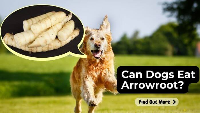 Can Dogs Eat Arrowroot