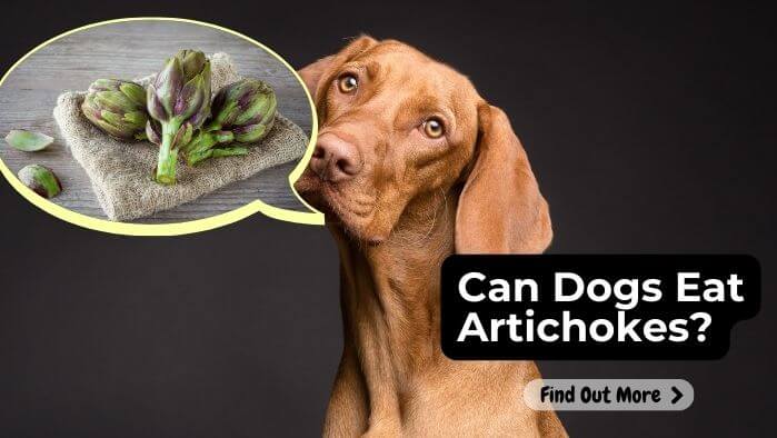 Can Dogs Eat Artichokes?