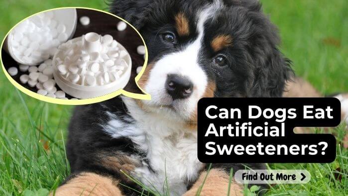 Can Dogs Eat Artificial Sweeteners